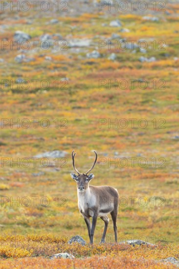 Reindeer at Abisko National Park in the colourful autumn of Lapland below Lapporten, Cuonjávággi