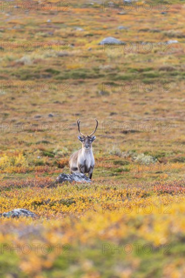 Reindeer looks, at Abisko National Park in the colourful autumn of Lapland below Lapporten,