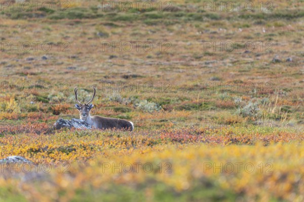 Reindeer at Abisko National Park in the colourful autumn of Lapland below Lapporten, Cuonjávággi
