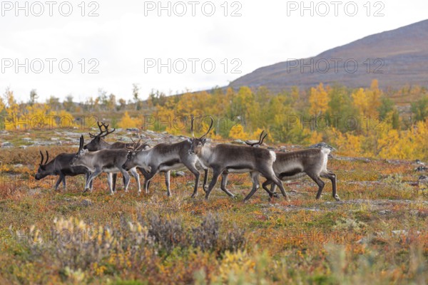Reindeer herd at Abisko National Park in the colourful autumn of Lapland below Lapporten,