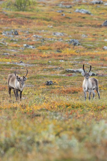 Reindeer at Abisko National Park in the colourful autumn of Lapland below Lapporten, Cuonjávággi