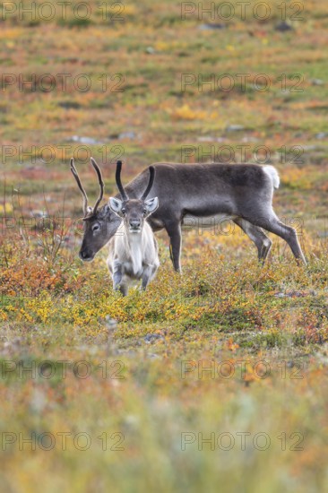 Reindeer herd at Abisko National Park in the colourful autumn of Lapland below Lapporten,