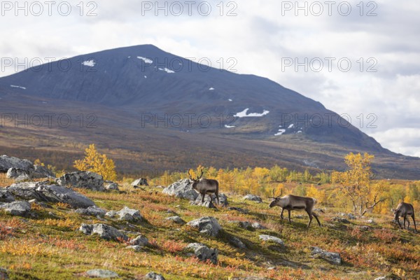Reindeer herd at Abisko National Park in the colourful autumn of Lapland below Lapporten,