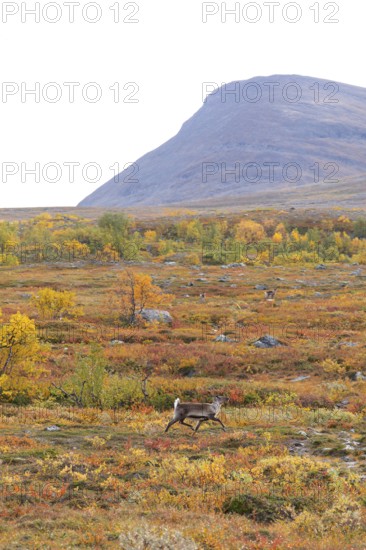 Reindeer herd at Abisko National Park in the colourful autumn of Lapland below Lapporten,