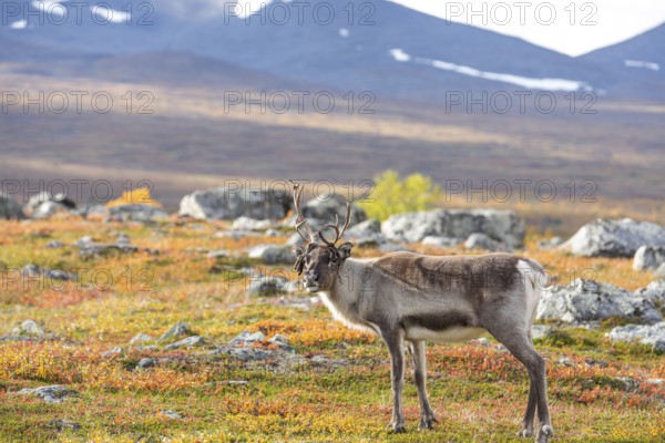 Reindeer antler sweeping at Abisko National Park in the colourful autumn of Lapland below