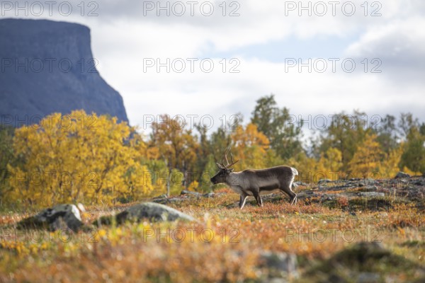 Rentie at Abisko National Park in the colourful autumn of Lapland below Lapporten, Cuonjávággi