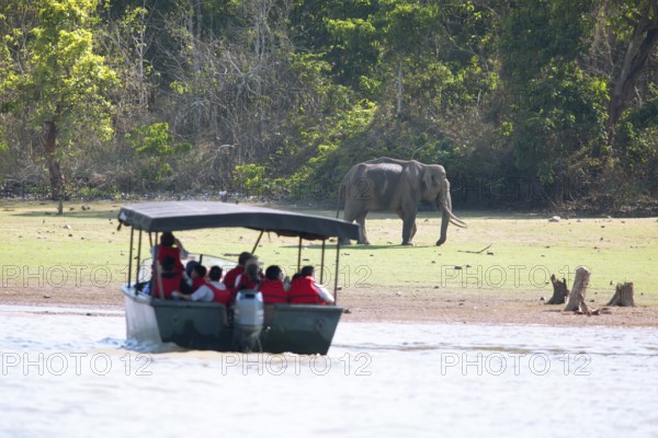 Asian elephant (Elephas maximus) in Nagarahole National Park, in front blurred a safari boat on the