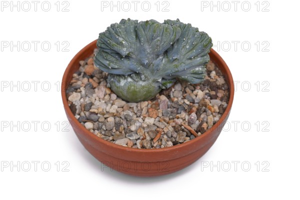 Potted 'Myrtillocactus Geometrizans f. Cristata' cactus with candelabra-like branching on white