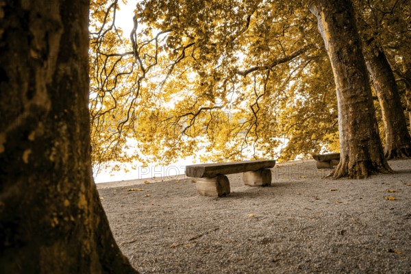 Lonely park bench under trees, golden autumn light and quiet atmosphere, Mainau Island, Lake
