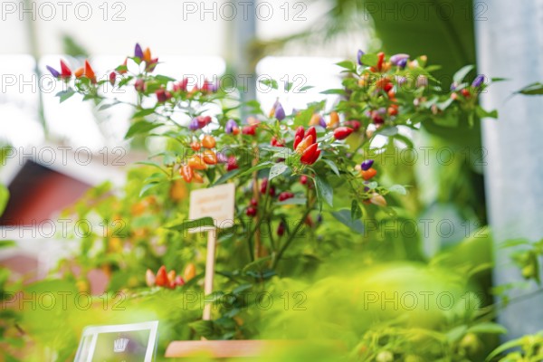 Colourful chilli peppers on plants with a small table in the background, Pepperoni House, Mainau