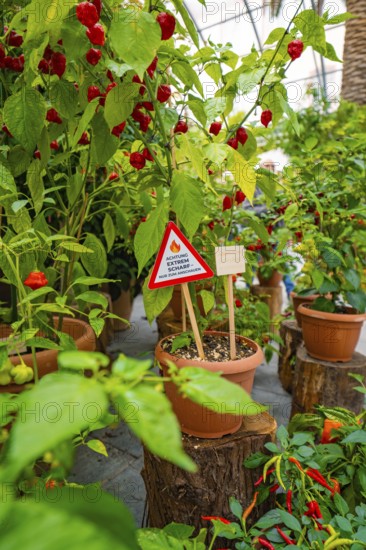 Chilli plants in pots with a warning sign in a greenhouse, Pepperoni House, Flower Island Mainau,