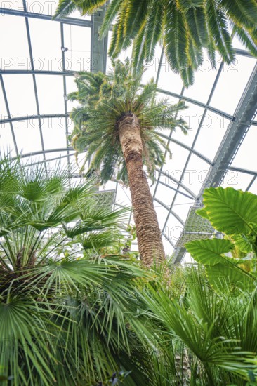 View of tall palm trees under a glass greenhouse roof, Pepperoni Haus, Mainau flower island, Lake