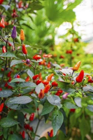 Various colourful chilli peppers on green plants, Pepperoni House, Flower Island Mainau, Lake