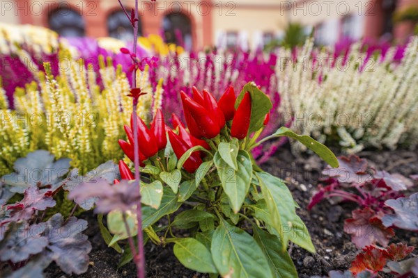 Colourful garden with red peppers and flower-bed in a flower bed, Pepperoni House, Mainau Flower