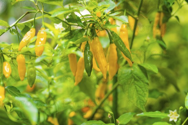 Yellow chilli peppers on a bush with green leaves, Pepperoni House, Flower Island Mainau, Lake