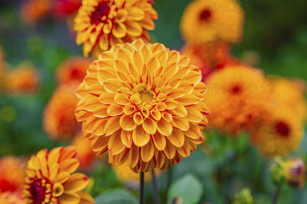 Vivid orange dahlia flowers stand in the foreground of a colourful garden, Mainau Island, Lake
