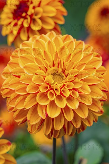 Macro photograph of a bright orange dahlia flower in full bloom in the garden, Mainau Island, Lake