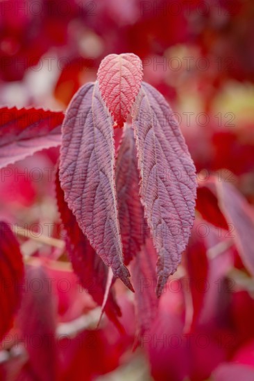 Close-up of red dried leaves with striking leaf structure in a warm autumn ambience, Mainau Island,