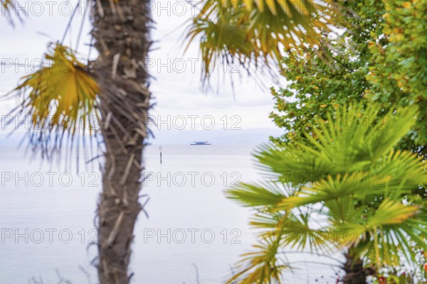 Palm trees and vegetation on the lake, a boat in the water spreads holiday feelings, Mainau Island,