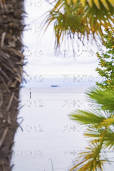 A calm lake with a boat in the distance, framed by tropical palm trees, Mainau Island, Lake
