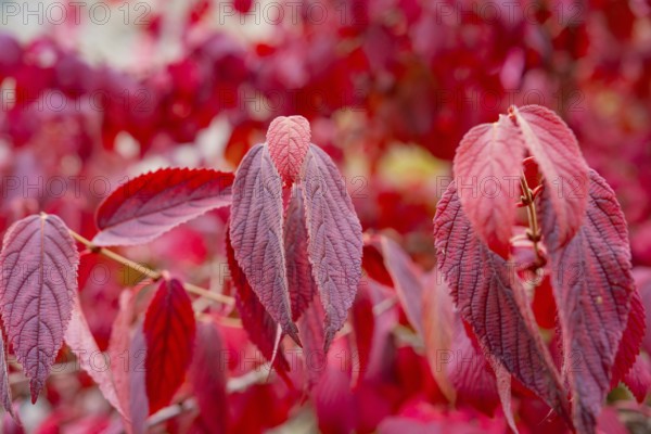 Detailed depiction of red autumn leaves with a soft background, Mainau Island, Lake Constance,