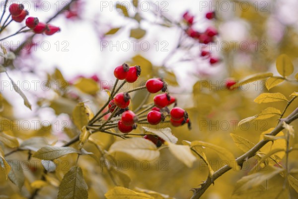Red rose hips on bushes surrounded by yellow leaves in an autumnal mood, Mainau Island, Lake