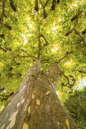 Perspective from below on a tree with green leaves, interspersed with sunlight, Mainau flower