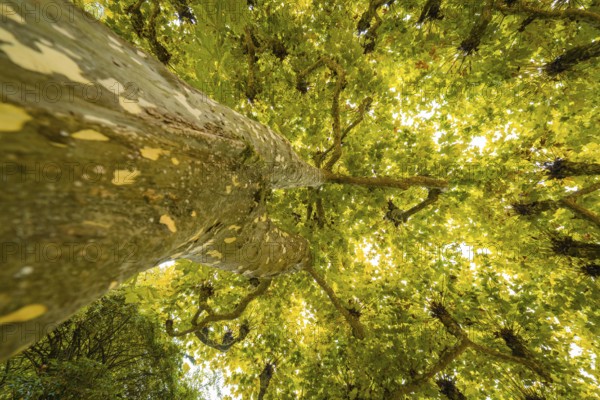 View from below of a tree with yellow illuminated leaves in the sunlight, Mainau flower island,