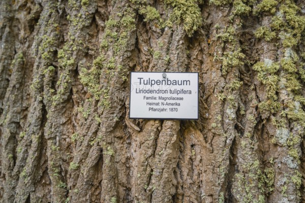 Close-up of a tulip tree trunk with plaque about the tree species and moss growth, Mainau flower