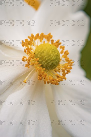 White flower with yellow centre in clear, soft details, Mainau flower island, Lake Constance,