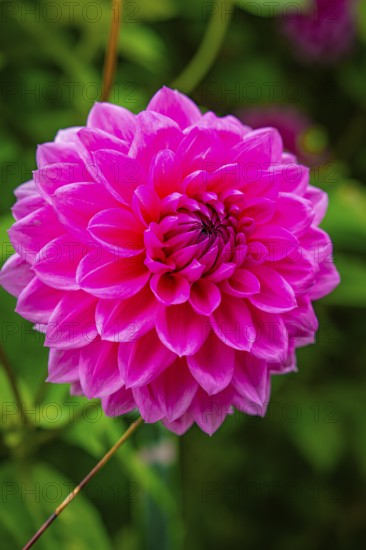 Close-up of a large pink flower with lively surroundings, Mainau flower island, Lake Constance,