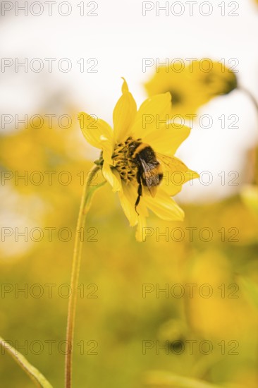 Close-up of a bee on a yellow flower, surrounded by other flowers, Mainau flower island, Lake