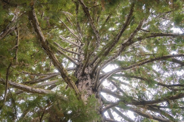 View from below into the treetop with branched branches and green leaves, Mainau flower island,
