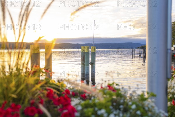 Blooming flowers on the shore at sunset over a calm lake, Überlingen, Lake Constance, Germany