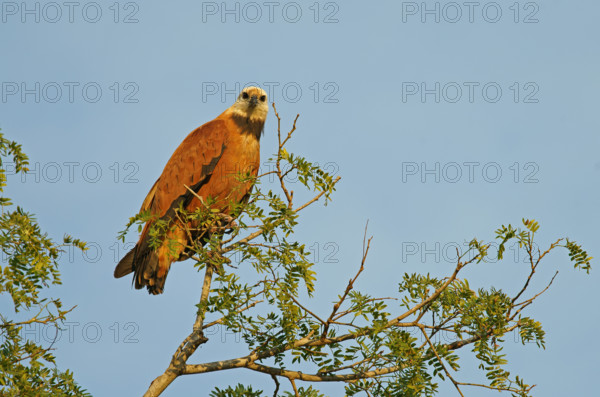 Fish Buzzard (Busarellus nigricollis), Pantanal, inland, wetland, UNESCO Biosphere Reserve, World