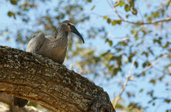 Headband Ibis (Harpiprion caerulescens) Pantanal Brazil