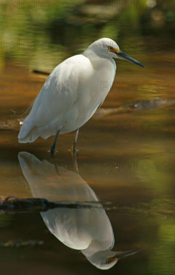 Great White Egret (Egretta thula) Pantanal Brazil