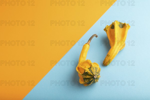 Two decorative orange Pumpkins on blue and orange pastel paper background, side view, copy space,