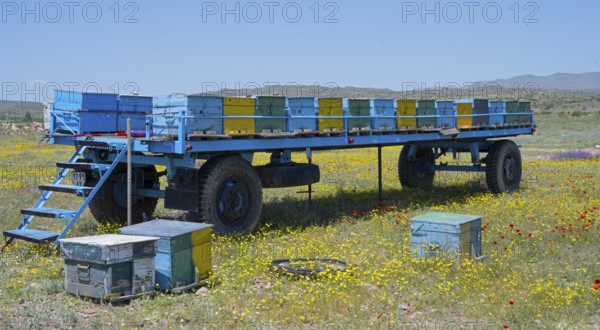A trailer full of colourful beehives stands in a meadow full of flowers, beekeeper, near Karakert,