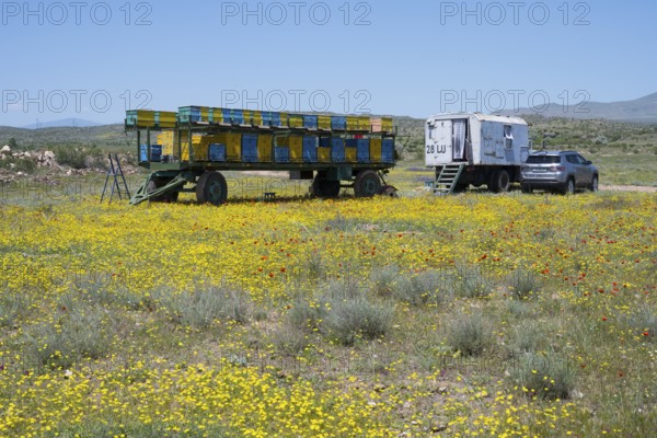 A trailer with beehives and a car stands in a yellow flower meadow under a blue sky, beekeeper,