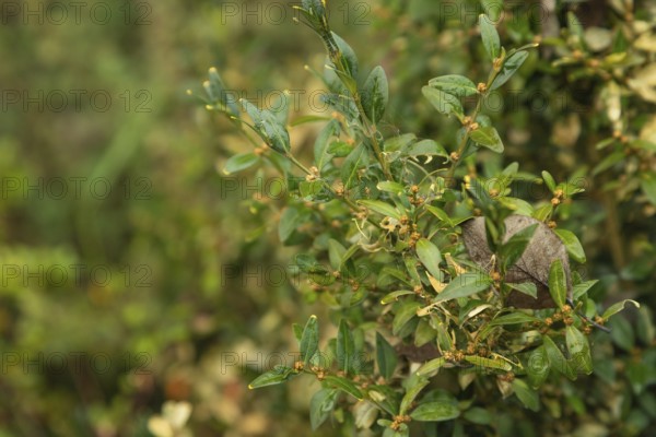 Boxwood bush, Buxus sempervirens, infested with Box tree moth, Cydalima perspectalis, caterpillars,