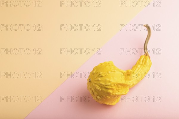 Decorative orange Pumpkin on pink and orange pastel paper background, side view, copy space,