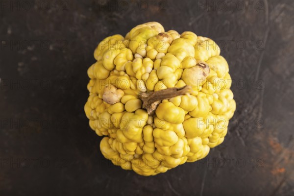 Decorative orange Pumpkin with tumors on black concrete background, top view, flat lay, close up,