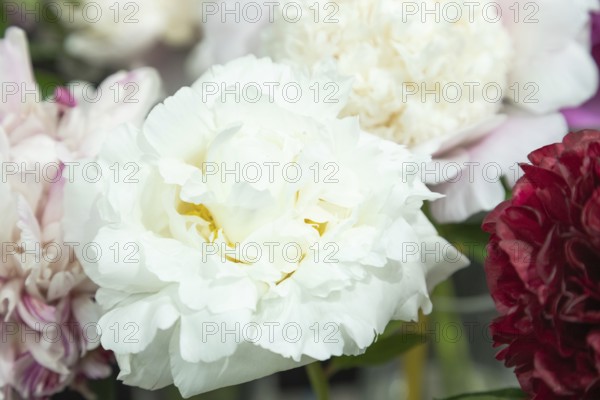 Beautiful white peony Marshmallow puff flower. Closeup. Blurred background, selective focus