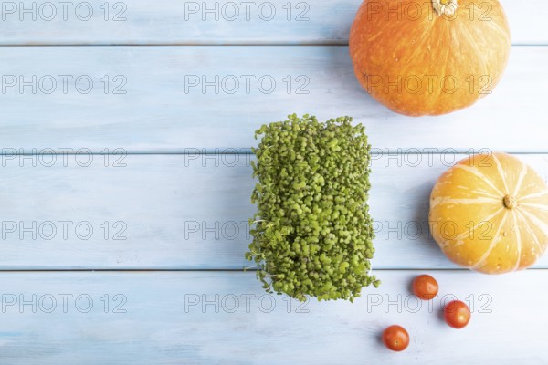 Microgreen sprouts of mustard with pumpkin on blue wooden background. Top view, flat lay, copy