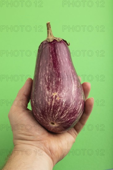 Hand holding Purple eggplant with white stripes on green pastel background. Top view, flat lay,