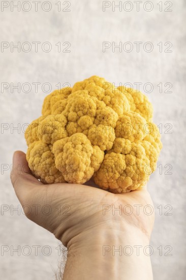 Yellow Cauliflower with hand on gray concrete background. Side view, close up. healthy food,