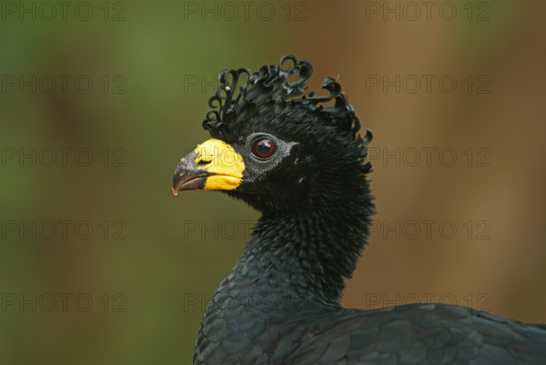 Sclater's Hokko (Crax fasciolata), adult male, Pantanal, Mato Grosso, Brazil, South America