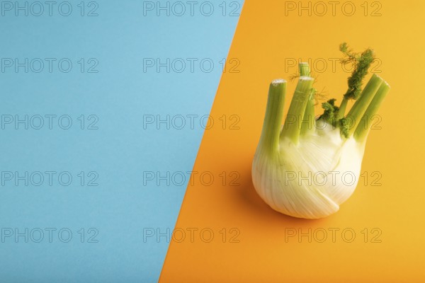 Fresh Fennel bulb on blue and orange pastel paper background, side view, copy space, minimalism
