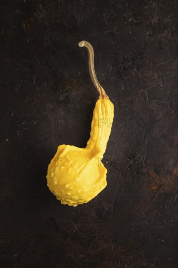 Decorative orange Pumpkin on black concrete background, top view, flat lay, copy space, minimalism,